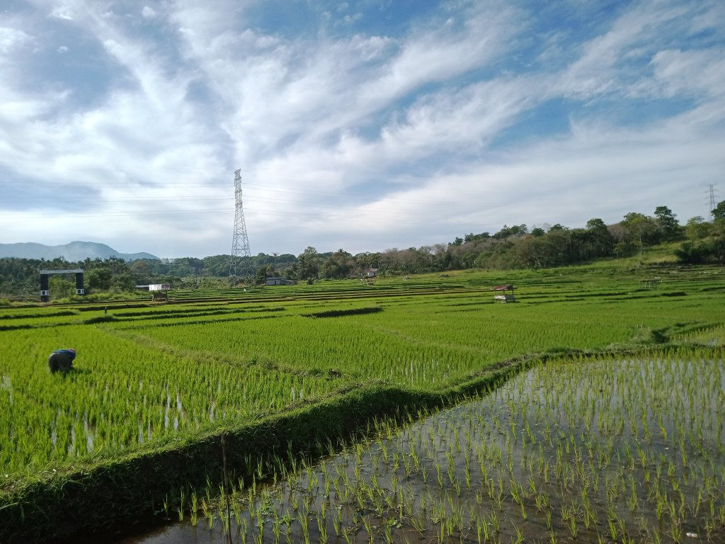 Selain berpenghasilan Kopi Masyarakat Kampung Gunung Tunyang juga Memiliki Lahan Sawah